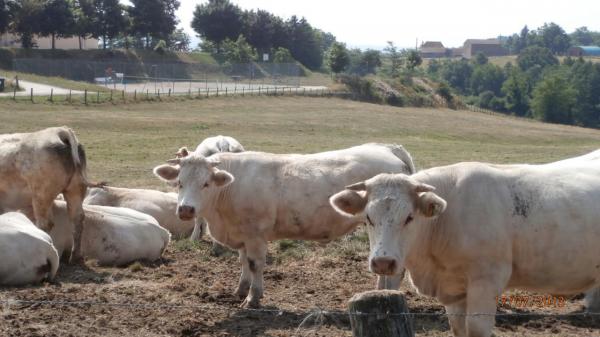 Mes copines 